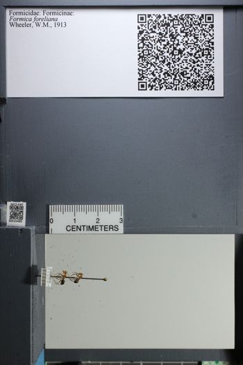 Media type: image;   Entomology 525480